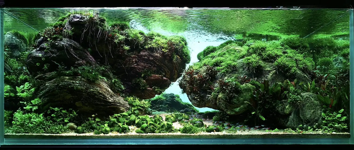 Aquascaping steps - Connecting - IAPLC 2025 Honor Prize - Long Tran Hoang / Vietnam